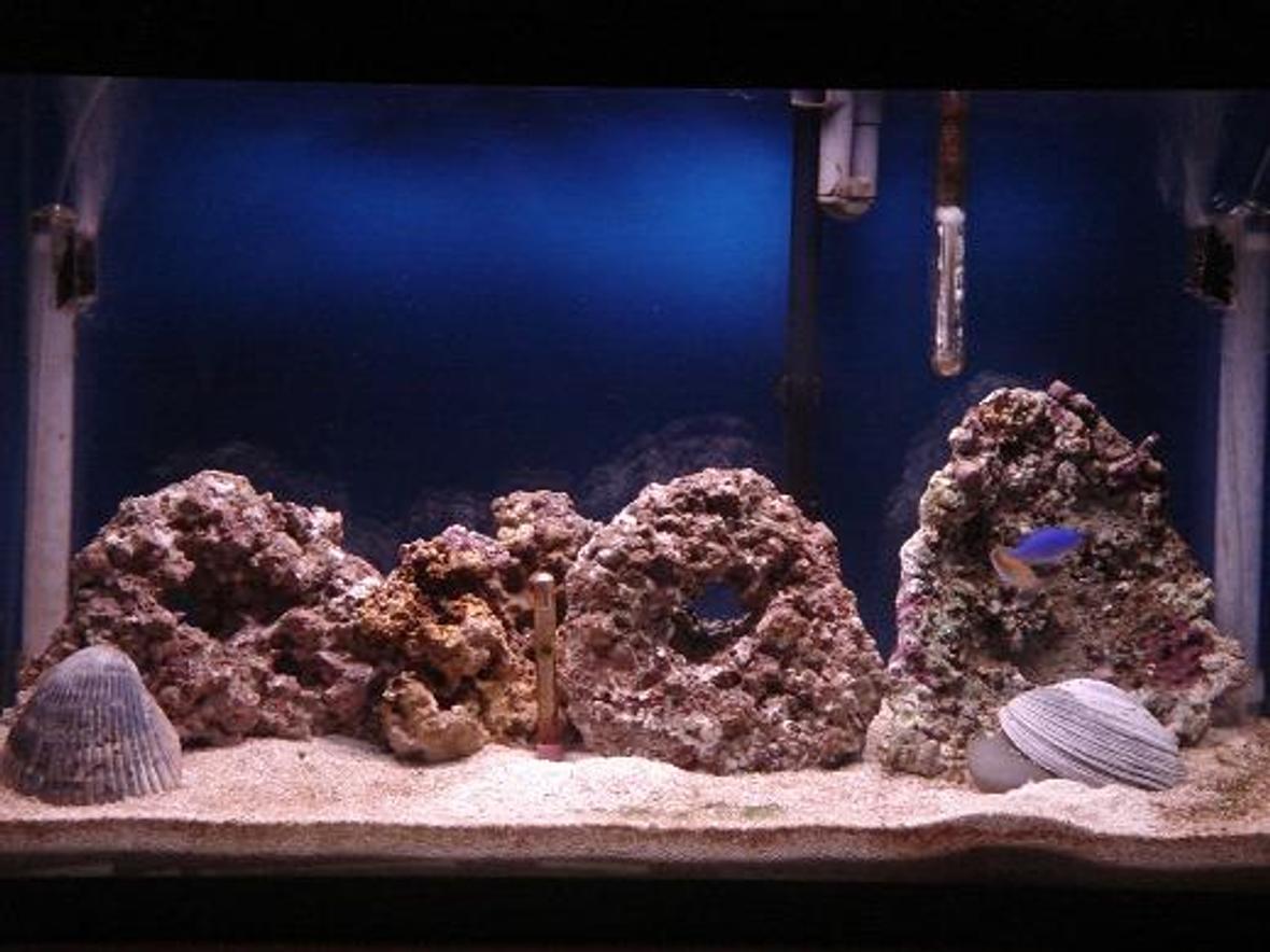 29 gallons saltwater fish tank (mostly fish, little/no live coral) - This is where I stand it has been a little over 2 months.