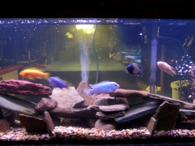 40 gallons freshwater fish tank (mostly fish and non-living decorations) - 55 Gallon African Cichlids.  8 African Cichlids, 1 snail, 1 pleco. Fake plants. Whisper 55.  Rock picked for creeks in Pennsylvania.