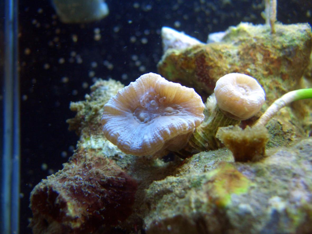 corals inverts - caulastrea furcata - blue spruce caulastrea stocking in 2 gallons tank - My trumpet coral head splitting in 3.
