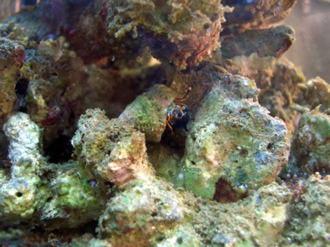 corals inverts - calcinus elegans - electric blue hermit crab stocking in 2 gallons tank - One of my hermits, thought it was quite a good pic!