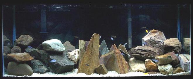 75 gallons freshwater fish tank (mostly fish and non-living decorations) - 55 gallon mbuna setup.