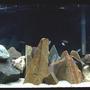 75 gallons freshwater fish tank (mostly fish and non-living decorations) - 55 gallon mbuna setup.