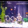 20 gallons freshwater fish tank (mostly fish and non-living decorations) - What do you think