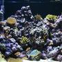 90 gallons reef tank (mostly live coral and fish) - Here is a photo on my Percula 90 tank. This tank started I up in 20 Juli -2005 It contains 35kg LR