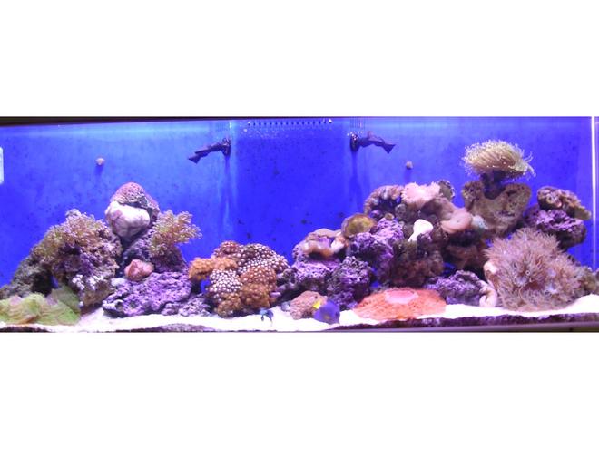 100 gallons reef tank (mostly live coral and fish) - updated pick of my 100 gal tank now 6 mo old