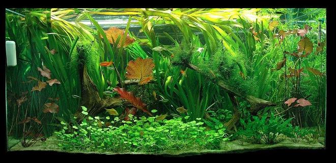 90 gallons planted tank (mostly live plants and fish) - 90g planted tank.  CO2 and fertalizers, 2.4 wpg.  Running 1 year.