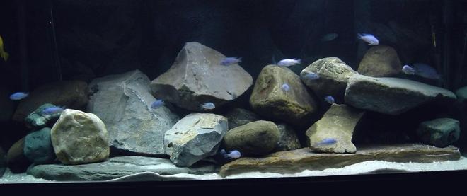 75 gallons freshwater fish tank (mostly fish and non-living decorations) - 75 gallon all mbuna tank.
Homegrown colony of Maylandia callainos. (the adults are hiding)  Sand, rocks, rocks, some more rocks....  doing my best to make it look like lake Malawi.
