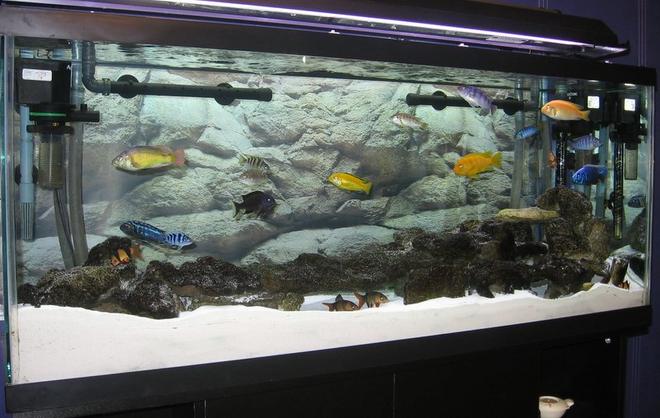 55 gallons freshwater fish tank (mostly fish and non-living decorations) - Lake Malawi Cichlids. 55 Gallon, 1 Filstar XP2 and 1 XP3 with 2 * Powerheads 400 gph to keep the surface of the sand clean of any waste. You can never have too much circulation.