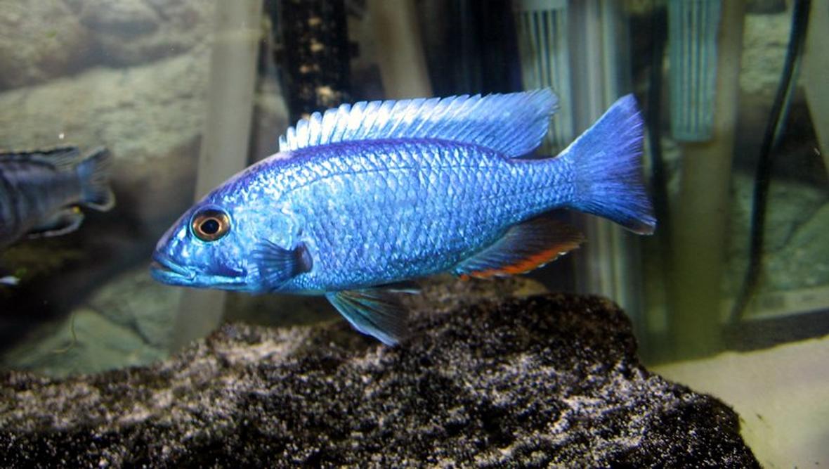 freshwater fish - sciaenochromis fryeri - electric blue hap stocking in 55 gallons tank - My Electric Blue