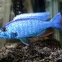 freshwater fish - sciaenochromis fryeri - electric blue hap stocking in 55 gallons tank - My Electric Blue