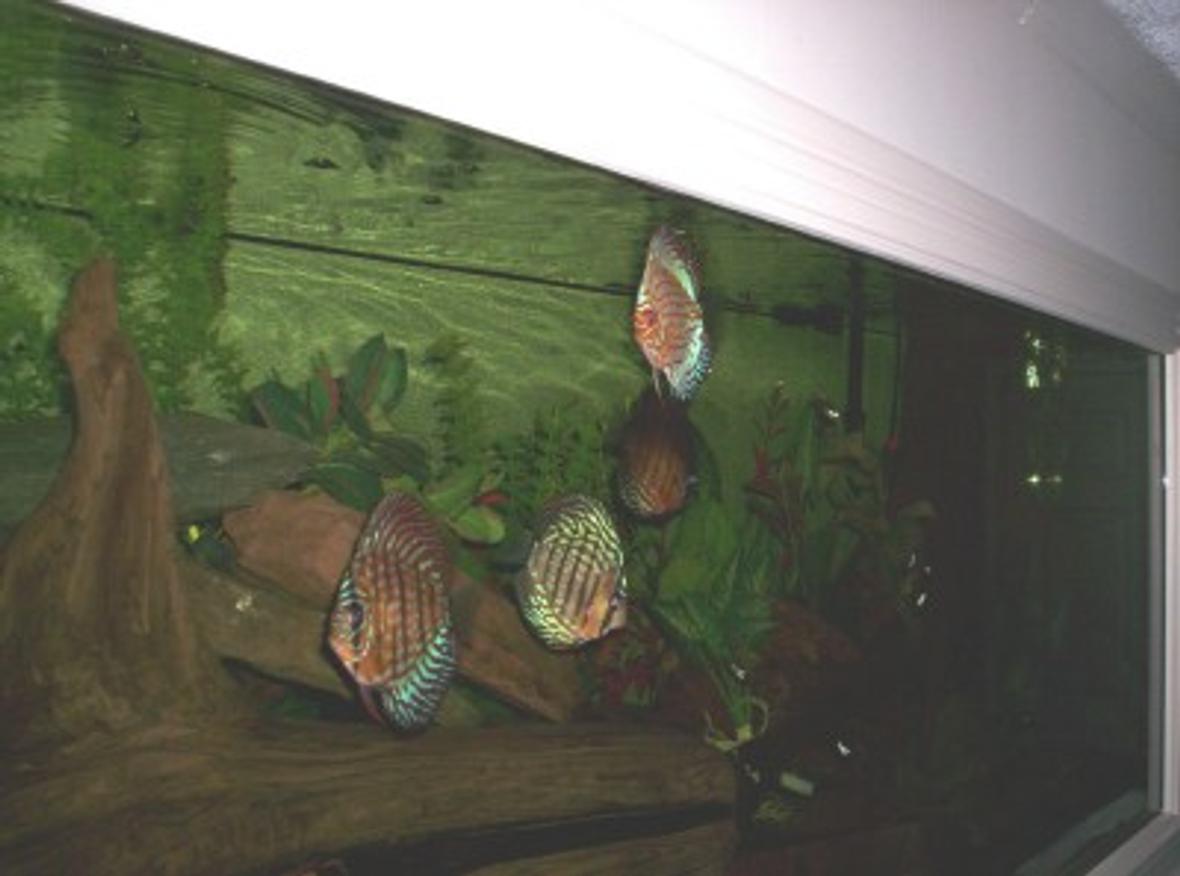 freshwater fish - symphysodon aequifasciata sp. - discus stocking in 150 gallons tank - 150 GAL- DISCUS