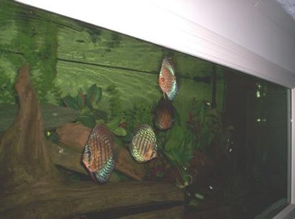 freshwater fish - symphysodon aequifasciata sp. - discus stocking in 150 gallons tank - 150 GAL- DISCUS