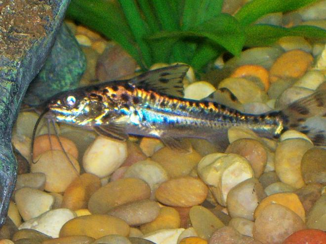 freshwater fish - pimelodus pictus - pictus cat stocking in 30 gallons tank - this is one of two of my pictus cats