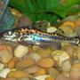freshwater fish - pimelodus pictus - pictus cat stocking in 30 gallons tank - this is one of two of my pictus cats