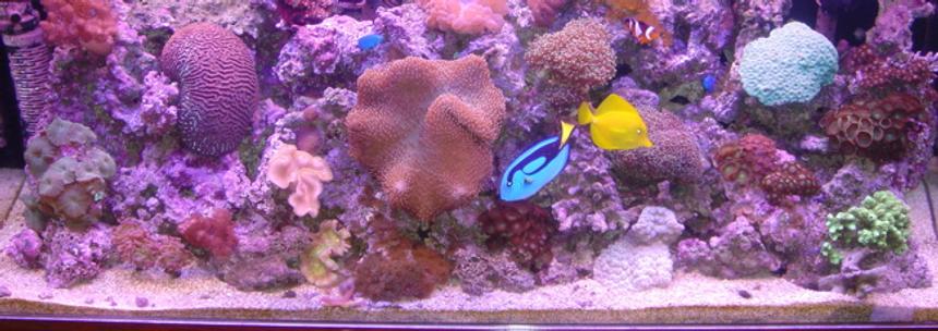 Rated #86: 60 Gallons Reef Tank - Ratings of less than 7 will not be accepted