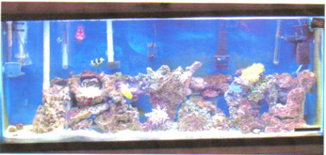 55 gallons saltwater fish tank (mostly fish, little/no live coral) - 55 gal in the works