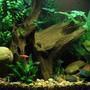 15 gallons freshwater fish tank (mostly fish and non-living decorations) - 15 Gallon