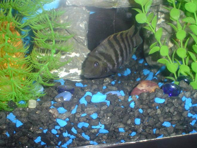 freshwater fish - archocentrus nigrofasciatus - convict stocking in 55 gallons tank - 55 GAL....Tha home of my fishes....8" PACU, 7" OSCAR, 3 1/2 " GREEN TERROR, 3" CONVICT AND 1" JACK DEMPSEY......