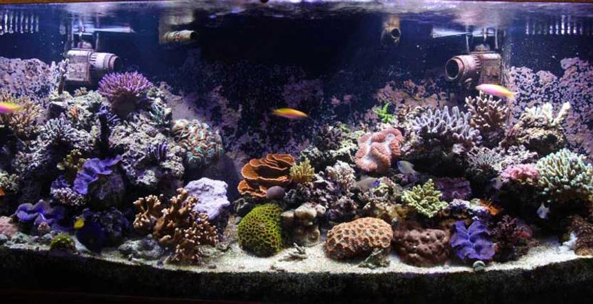 Rated #109: 110 Gallons Reef Tank - Full Tank