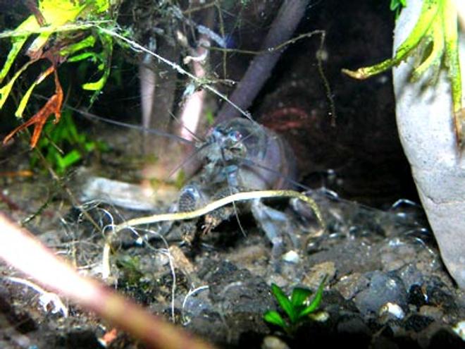 corals inverts - atya gabonensis - filter shrimp stocking in 46 gallons tank - filter shrimp