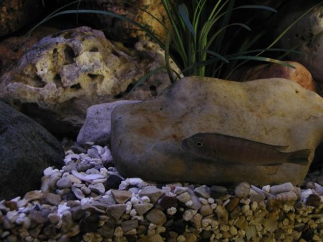 freshwater fish - pseudotropheus flavus stocking in 50 gallons tank - Just Blending In.
Pseudotropheus flavus - female