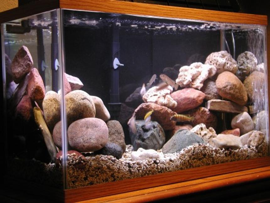 Rated #154: 50 Gallons Freshwater Fish Tank - 29 gal. mbuna tank