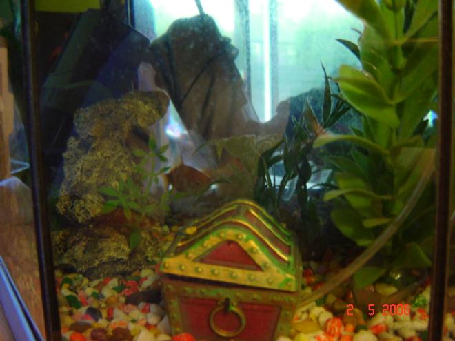 3 gallons freshwater fish tank (mostly fish and non-living decorations) - My small cold water fish tank
