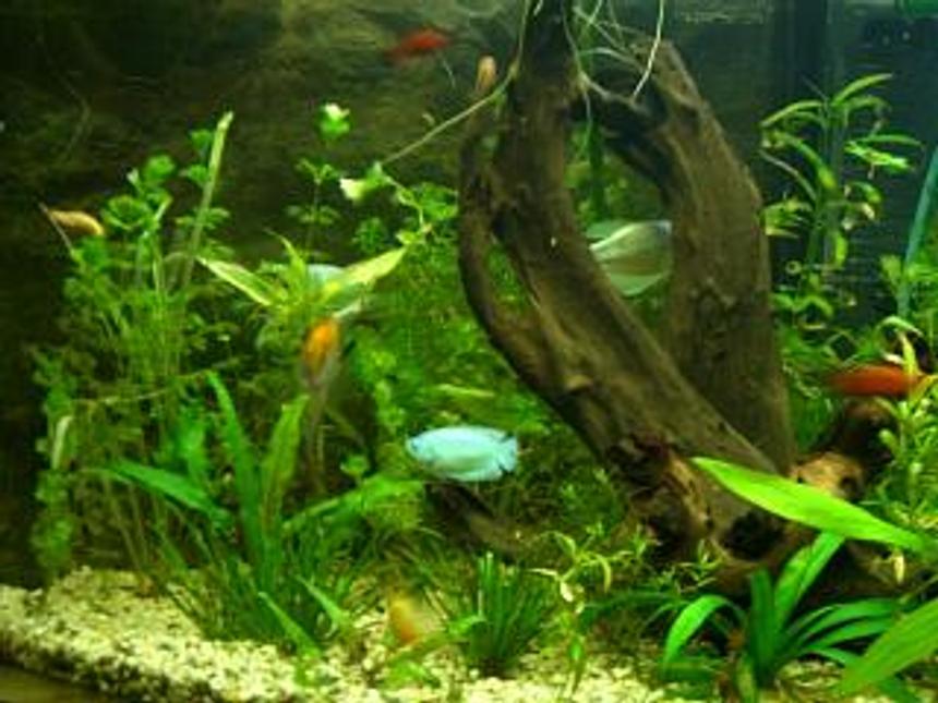Rated #94: 30 Gallons Planted Tank - this is the first tank i've ever had. I've really become addicted to this fish thing. The one big mistake I make at the start is not having a good substrate for a planted tank. I'm slowly adding some now.