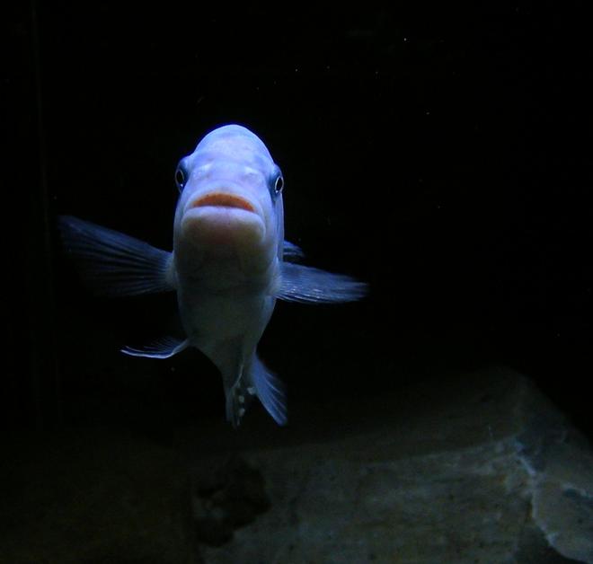 freshwater fish - metriaclima callainos - cobalt blue zebra cichlid stocking in 75 gallons tank - I love my fish.  This is one of my big guys.  Best viewed LARGE.
Male Pseudotropheus Zebra "cobalt" (aka Maylandia or Mettriaclima callainos)  I wish the scientific community would come to a taxonomic concensus already!