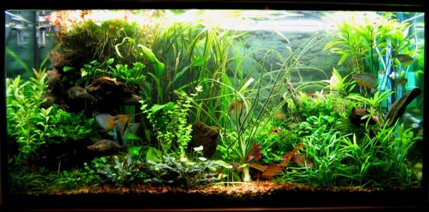 Rated #19: 75 Gallons Planted Tank - The Jungle