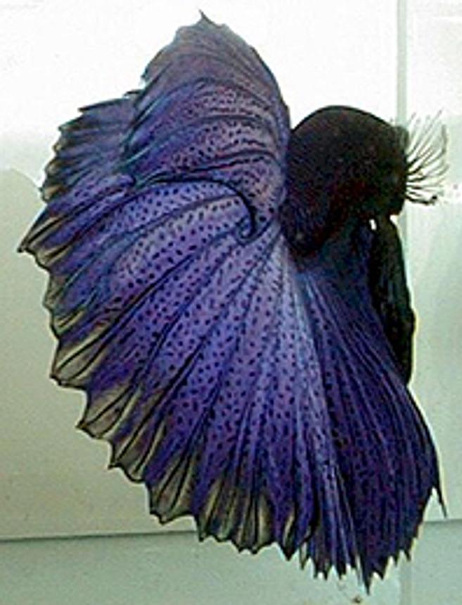 freshwater fish - betta splendens - betta stocking in 1 gallon tank - betta