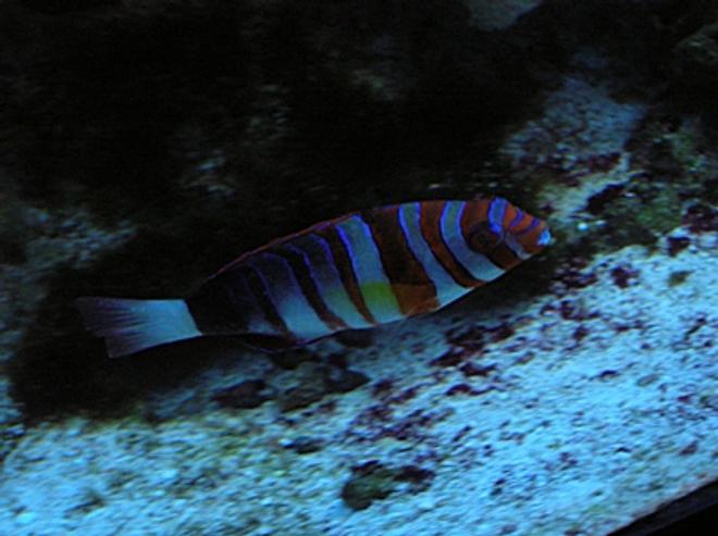 saltwater fish - choerodon fasciatus - harlequin tusk stocking in 125 gallons tank - Harlequin Tusk