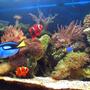 67 gallons reef tank (mostly live coral and fish) - Reef tank