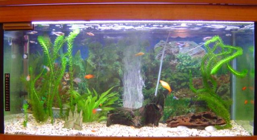 Rated #173: 52 Gallons Planted Tank - My community tank..