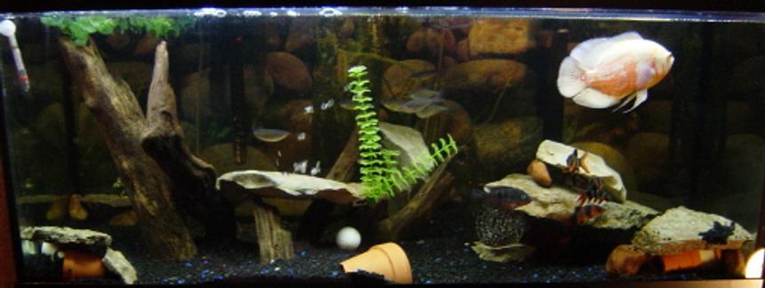 Rated #160: 75 Gallons Freshwater Fish Tank - 75g Oscar/clown loach tank. Cascade 1000 cannister filter- AC70 and EMP400 HoBs.
2 300W heaters.