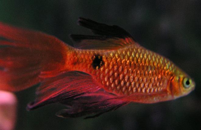 freshwater fish - puntius conchonius - rosy barb stocking in 55 gallons tank - Rosy Barb; Week 3 added three