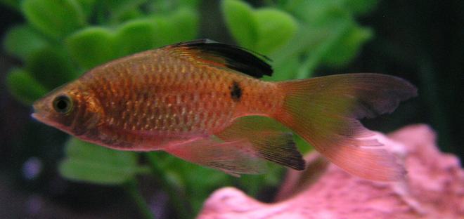 freshwater fish - puntius conchonius - rosy barb stocking in 55 gallons tank - Another Rosy Barb from Week 3