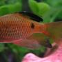 freshwater fish - puntius conchonius - rosy barb stocking in 55 gallons tank - Another Rosy Barb from Week 3