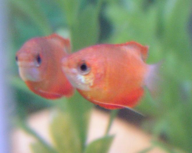 freshwater fish - colisa chuna - honey sunset gourami stocking in 55 gallons tank - Sunset Honey Gourami; Week 3 added one