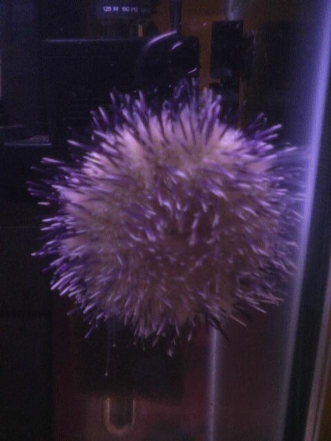 corals inverts - lytechinus vaniegatus - pincushion urchin stocking in 25 gallons tank - my flower pot sea urchin.