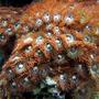 corals inverts - zoanthus sp. - flame polyps stocking in 65 gallons tank - Red Zoos