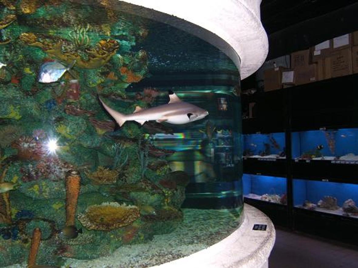 freshwater fish - labeo chrysophekadion - black shark stocking in 65 gallons tank - Black Tip Reef Shark At Work