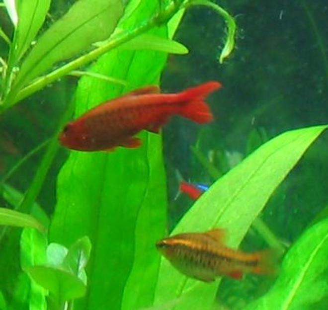 freshwater fish - puntius titteya - cherry barb stocking in 40 gallons tank - Cherry barb, male and female