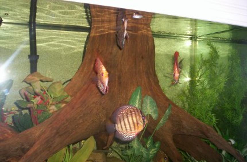 Rated #1674: Freshwater Fish - Symphysodon Aequifasciata Sp. - Discus Stocking In 150 Gallons Tank - 150 GALLON DISCUS TANK