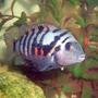 freshwater fish - archocentrus nigrofasciatus - convict cichlid stocking in 35 gallons tank - convict chiclid