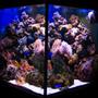 112 gallons reef tank (mostly live coral and fish) - 422liter cube (75x75x75cm) with 80kg live rock and 25kg lime rock. Anemones (BTA, beaded, Rhodactis) Mushrooms, soft corals, star polyps, blue sponges, fish :)