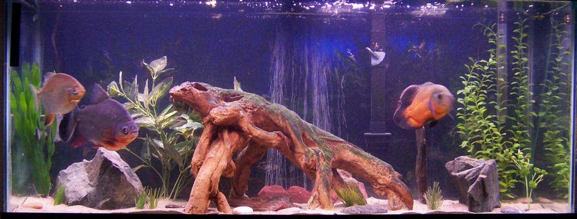 55 gallons freshwater fish tank (mostly fish and non-living decorations) - my freshwater 55gl