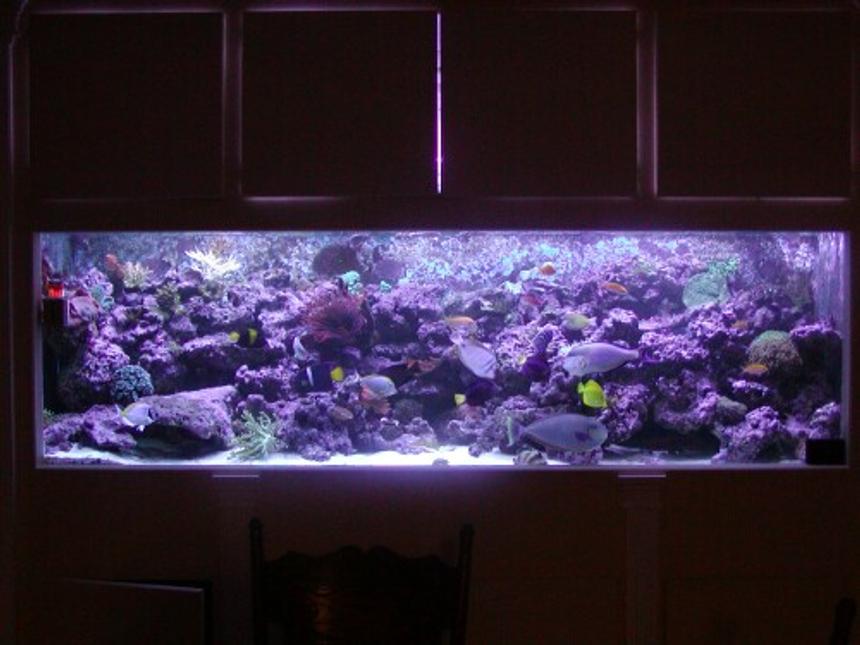 Rated #37: 542 Gallons Reef Tank - *Our 540 gallon Reef*

This photo was taken right after Hurricane Katrina.  A couple fish and corals have died since.