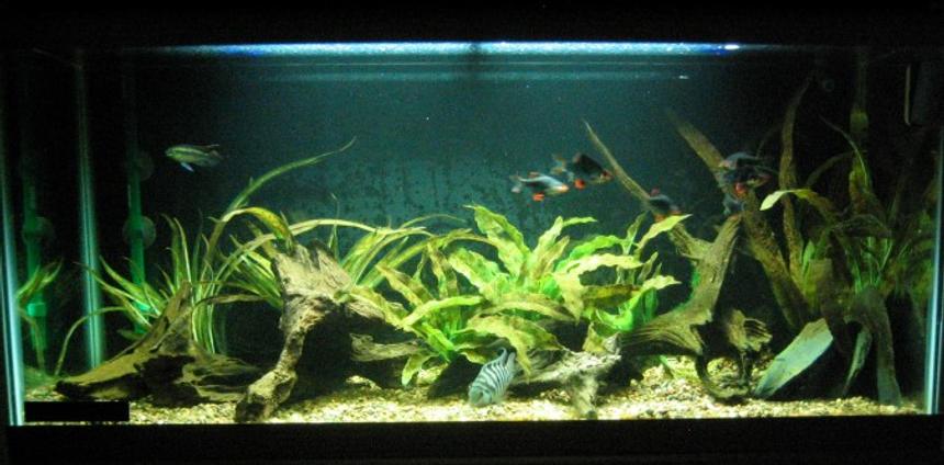 Rated #98: 30 Gallons Freshwater Fish Tank - 30g long convict breeding tank