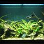 30 gallons freshwater fish tank (mostly fish and non-living decorations) - 30g long convict breeding tank